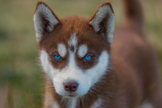 portrait of a blue-eyed husky dog in nature