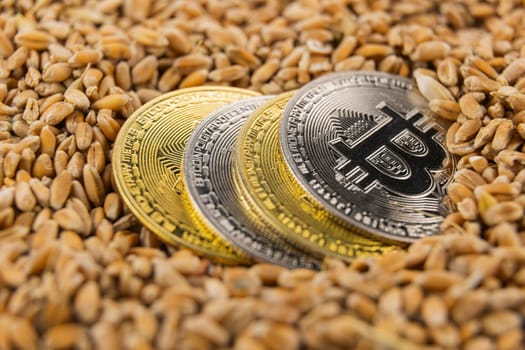 bitcoin coins lie on wheat grain closeup
