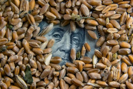 100 dollar bill covered with wheat grain, among which you can see a portrait of Benjamin Franklin