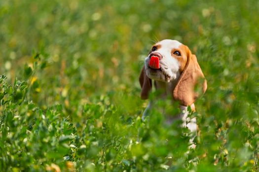 beagle dog sitting in the grass