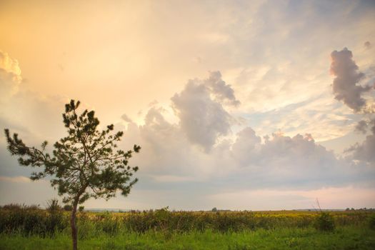 tree in a green field and big white clouds, summer sunset.