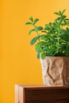 Mint plant grows at home in paper pot on wooden box. Home gardening for fresh and natural greens