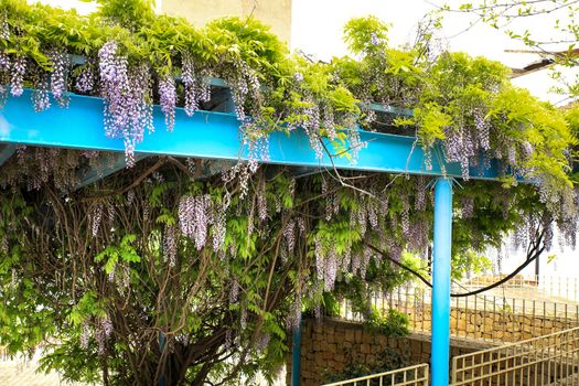 Colorful Wisteria climbing plant hanging in a garden