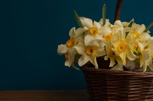 A bouquet of daffodils close-up in a wicker basket. White daffodils with a yellow middle, useful for postcards, backgrounds, greetings, there is a place for inscription