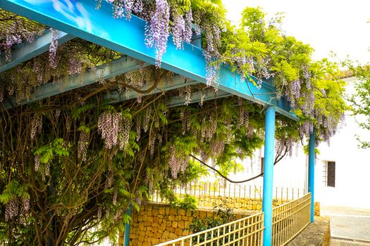 Colorful Wisteria climbing plant hanging in a garden