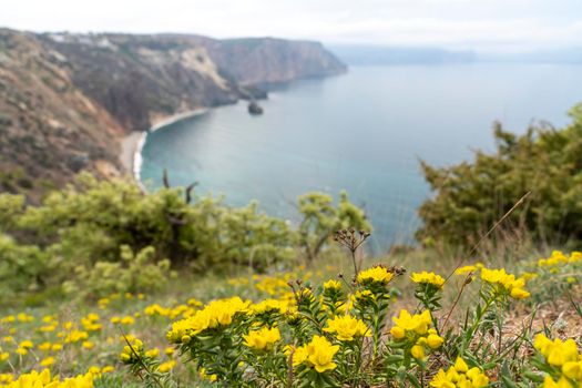 View of Cape Fiolent, Crimea, Sevastopol. Spring sunny day, flowering yellow bush. The concept of calm, silence and unity with nature