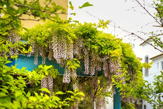 Colorful Wisteria climbing plant hanging in a garden