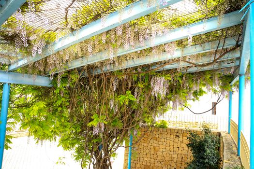 Colorful Wisteria climbing plant hanging in a garden