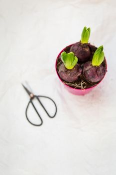 Transplanting a hyacinth flowerpot in spring, flowers with bulbs in a pot of soil, transplanting tools. View from above