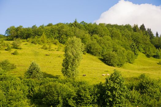 Beautiful summer landscape Carpathian village sheep pasture