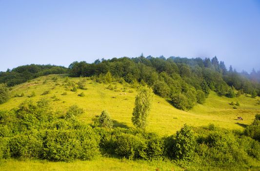 Beautiful summer landscape Carpathian village sheep pasture