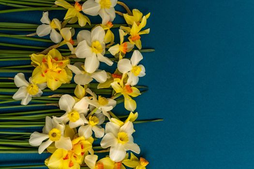 On the left is a large bouquet of yellow daffodils on an indigo background. Copy space. Can be used as a card, background for screensavers, greetings