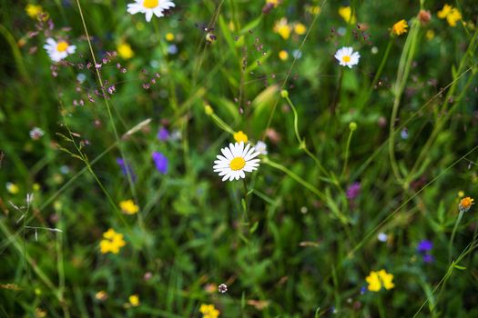 beautiful Carpathian landscapes, summer flowers close-up shot