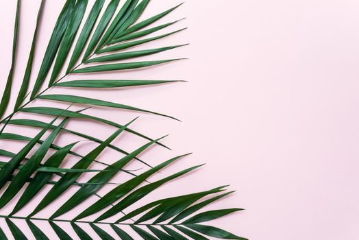 Minimal tropical green palm leaves on a pink background. Flat lay top view with copy space for text
