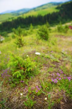 beautiful Carpathian landscapes, summer flowers close-up shot