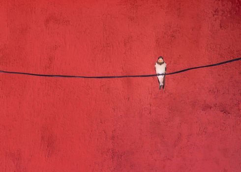 Alone swallow bird sitting on a wire at red background