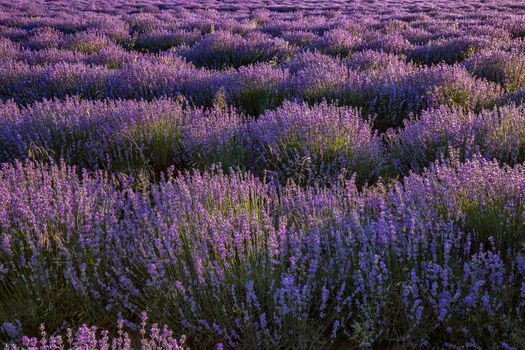 lavender waves. Amazing nature view of blooming lavender