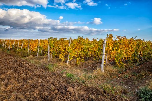 A Beautiful day view the rows of autumn vineyard
