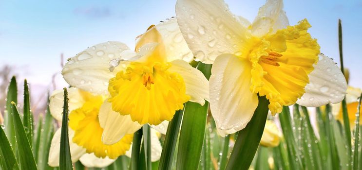 Ice Follies Daffodils Narcissus Macro Closeup. Flowers are Resplendent with Fresh Raindrops after a Spring Rain in Garden against a colorful blue sky. Banner panorama perfect as border for Easter, Mother's Day, spring, and more.