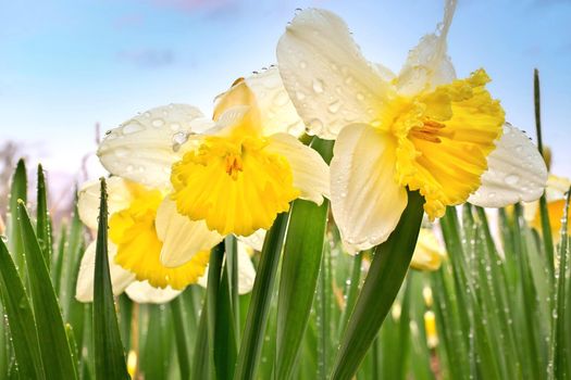 Ice Follies Daffodils Narcissus Macro Closeup. Flowers are Resplendent with Fresh Raindrops after a Spring Rain in Garden against a colorful blue sky. Symbolic of Easter, Mother's Day, spring, and more.