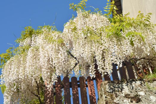 White wisteria flowers sky background