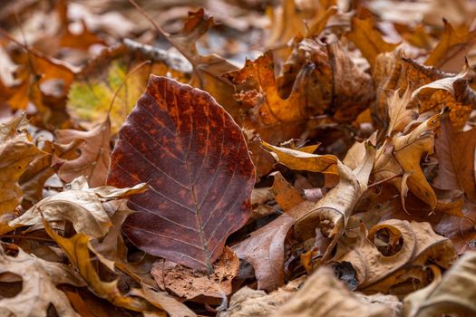 Dry leaves of beech and maple on the ground in autumn park.