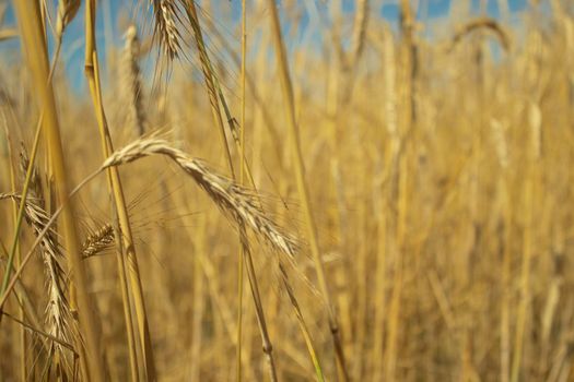 landscape field of ripening wheat against blue sky. Spikelets of wheat with grain shakes wind. grain harvest ripens summer. agricultural farm healthy food business concept. environmentally organic.