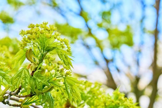 The stem of a plant at the very beginning of its development is from a seed or rhizome, a tuber.