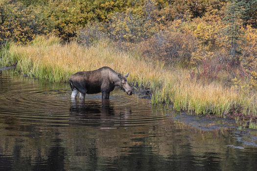 Cow Moose grazing in Yukon swamp pond in fall