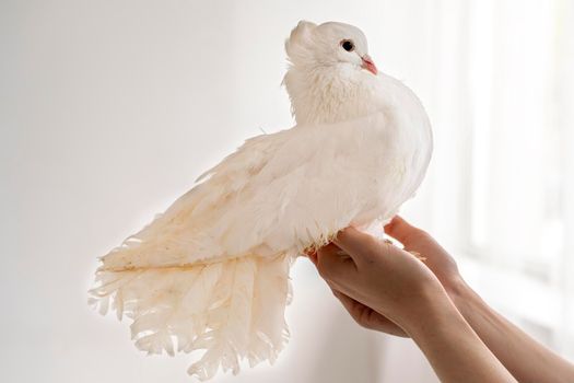 White hand pigeon on the hands of a woman on a white background. The dove sits in profile, a symbol of purity and peace.