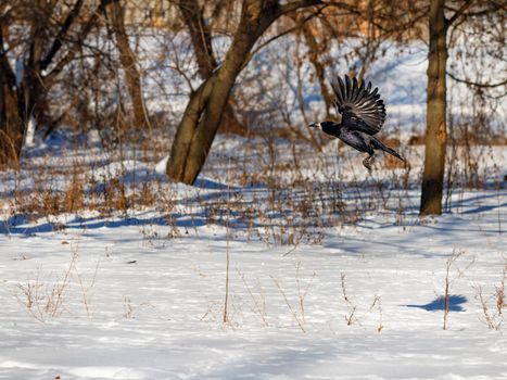The takeoff and flutter of the wings of a black crow against the backdrop of a snow-covered city park.