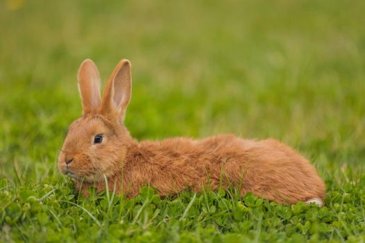 orange rabbit on the lawn grazes the grass