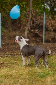 pit bull terrier dog playing with a blue balloon