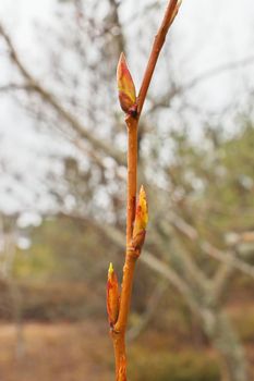 First spring buds on tree branch ready to blossom into leaves to begin photosynthesis.. High quality photo