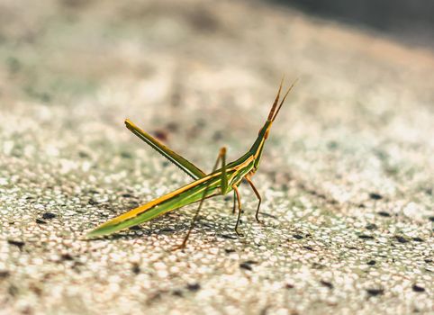 BANNER Nature beauty real photo MACRO close Cone-headed eastern long grasshopper Acrida ungarica, locust Insects weird wonderful, green color orange stripes. Entomology biology study. Gray background.