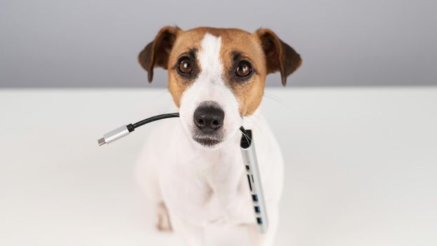 Jack russell terrier dog hold usb in its mouth