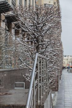 rectangular decorative tree in winter on a city street