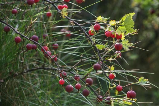 View of ripe gooseberry berries on branches with leaves in the garden.