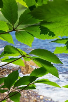 beautiful green leaves in bright sunlight against the backdrop of the sea shore