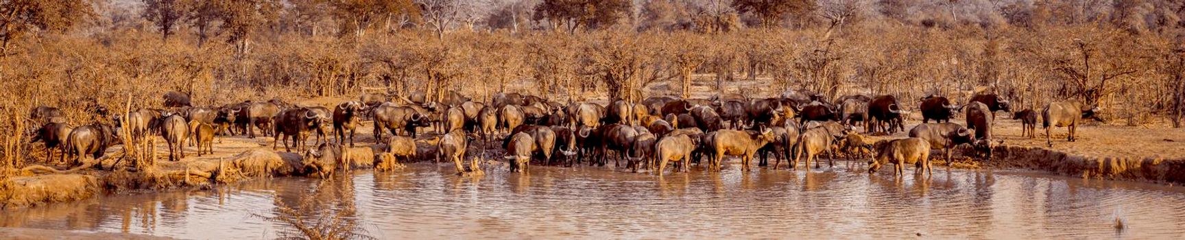 African buffalo in Kruger National park, South Africa ; Specie Syncerus caffer family of Bovidae