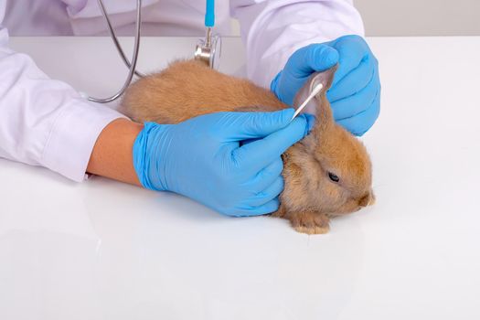 Veterinary with blue gloves use cotton bud to check and touch lesion or scar of rabbit ear.