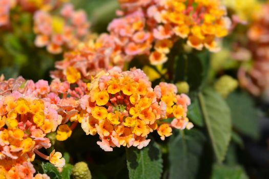 Shrub verbena flowers - Latin name - Lantana camara