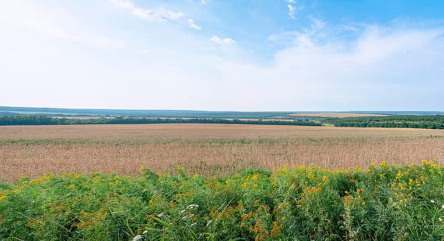 panorama of a wheat field against a blue sky. High quality photo