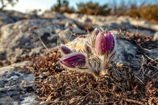 Dream-the beautiful grass Pulsatilla patens blooms in the spring in the mountains. The golden hue of the setting sun. Atmospheric spring background. Delicate, fragile flowers in selective focus at sunset