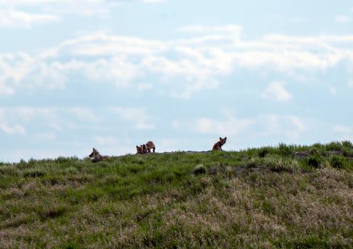 Fox Kits at Den playing at sunset Canada