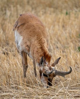 Pronghorn Antelope Saskatchewan in Springtime Farmers field