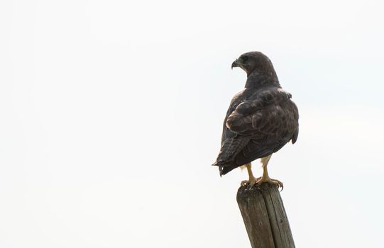 Swainson Hawk Prairie in Saskatchewan Canada Summer