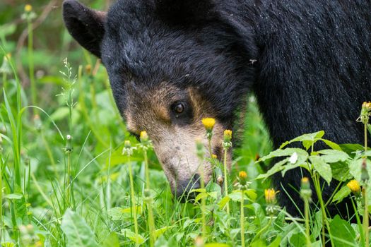 Black Bear Northern Canada Saskatchewan Spring Wild