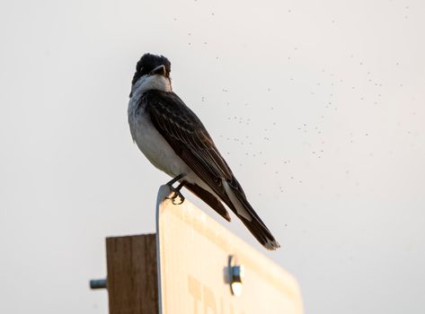 Tree Swallow at Sunset in Saskatchewan Canada