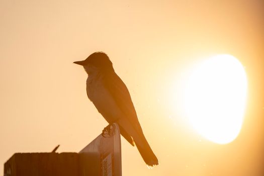 Tree Swallow at Sunset in Saskatchewan Canada